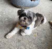 Solene-ARR - Photo 4