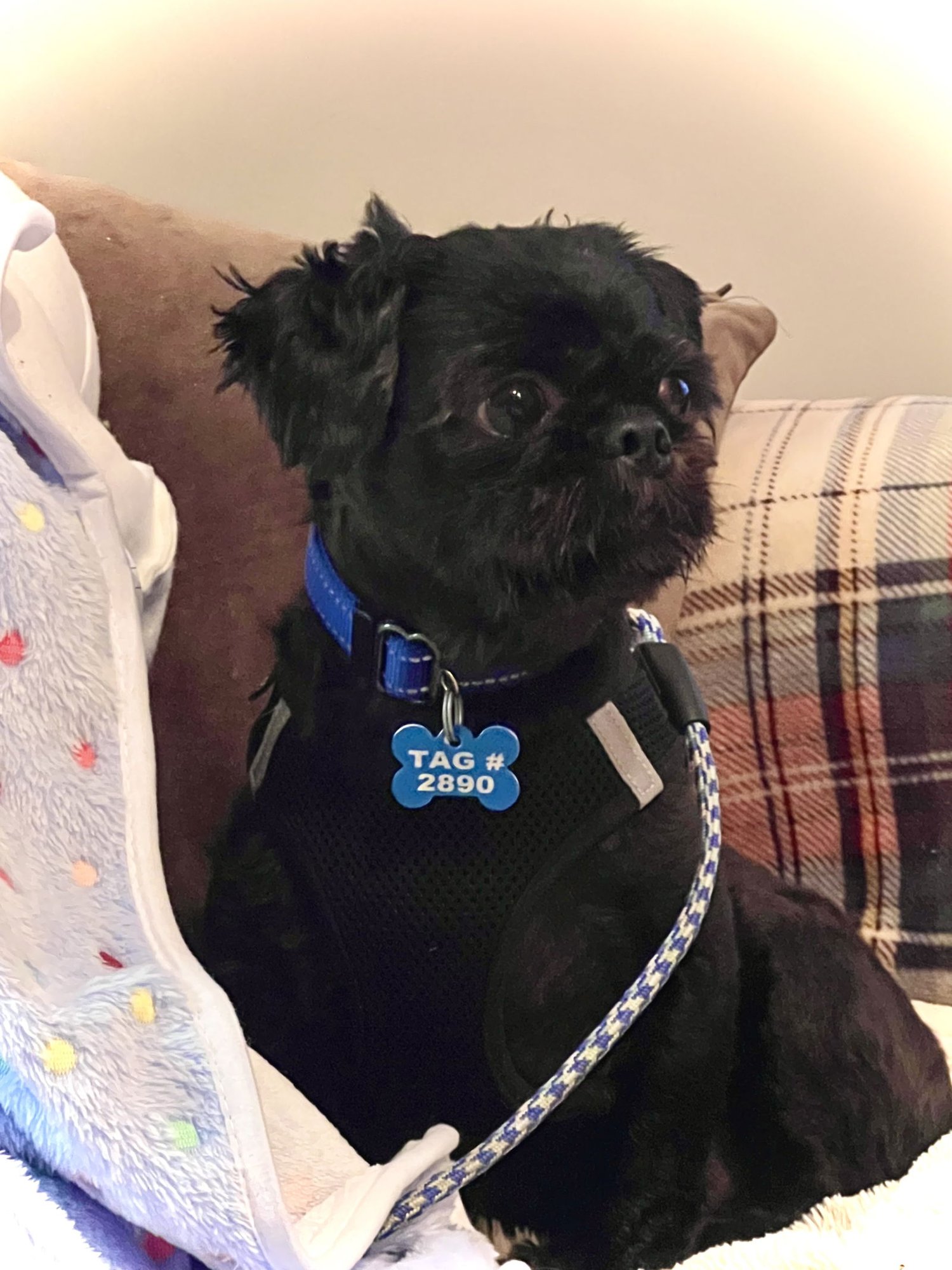 BUTTONS - OS - Shih Tzu available for adoption