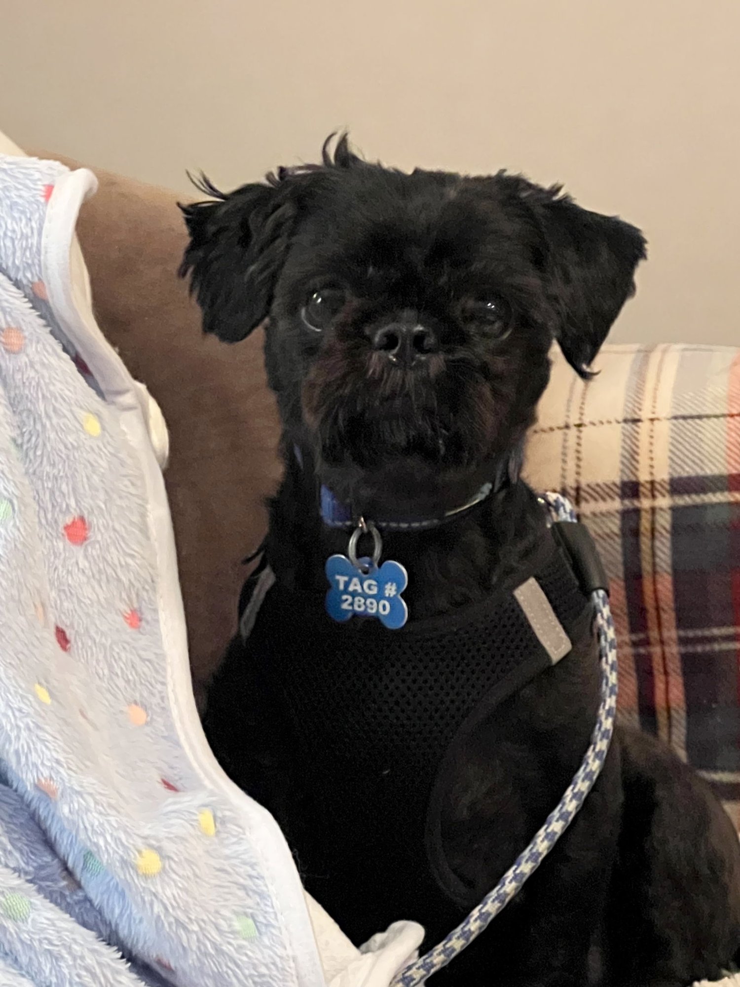 BUTTONS - OS - Shih Tzu available for adoption