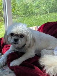 Harlee - OS - Photo 3