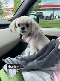 Harlee - OS - Photo 4