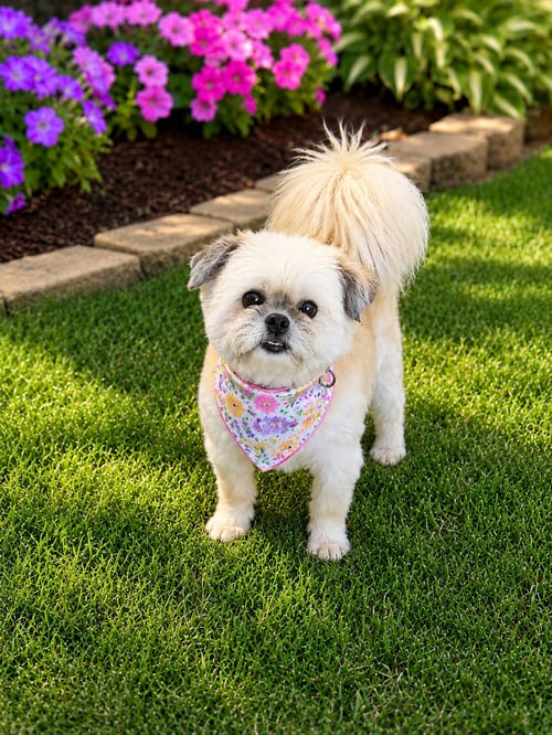 HARLEE - OS - Shih Tzu / Poodle (Toy) available for adoption