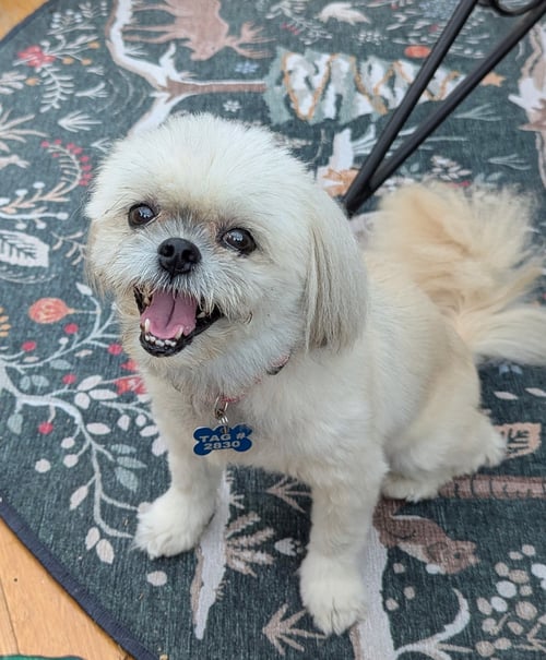 HARLEE - OS - Shih Tzu / Poodle (Toy) available for adoption