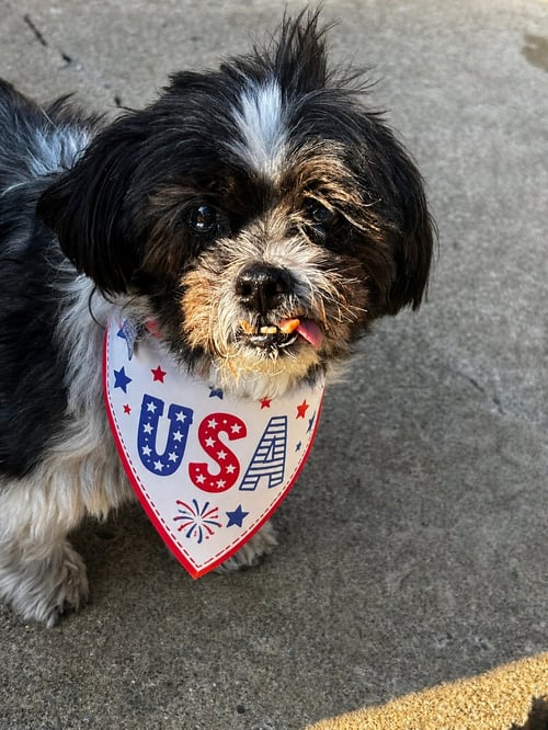 GEORGE-OS - Shih Tzu available for adoption