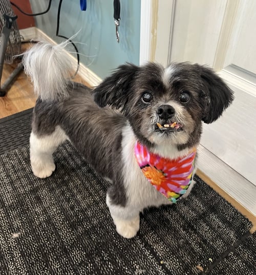 GEORGE-OS - Shih Tzu available for adoption