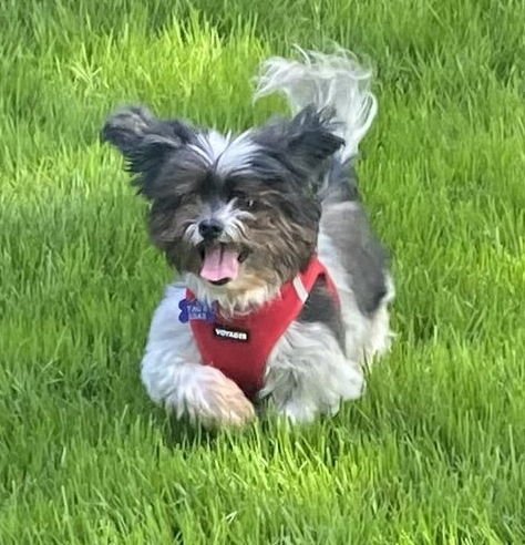 GEORGE-OS - Shih Tzu available for adoption