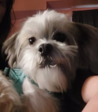 Mocha - OS - Photo 3