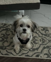 Mocha - OS - Photo 4