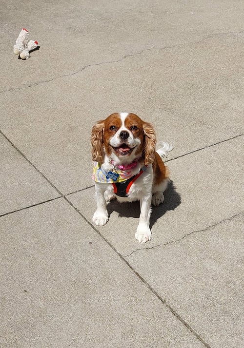 BRYNN-ARR - Cavalier King Charles Spaniel available for adoption