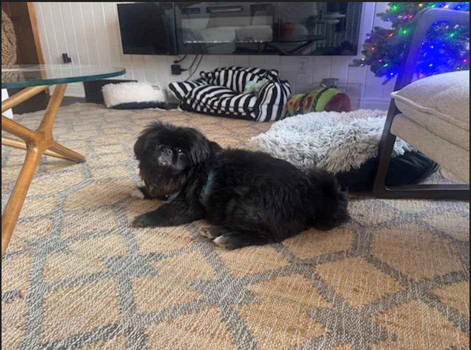 NORMAN-OS - Pekingese available for adoption