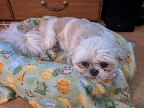 JOVIE-ARR - Shih Tzu available for adoption