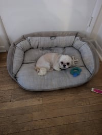 Jovie-ARR - Photo 4
