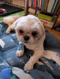 Jovie-ARR - Photo 5