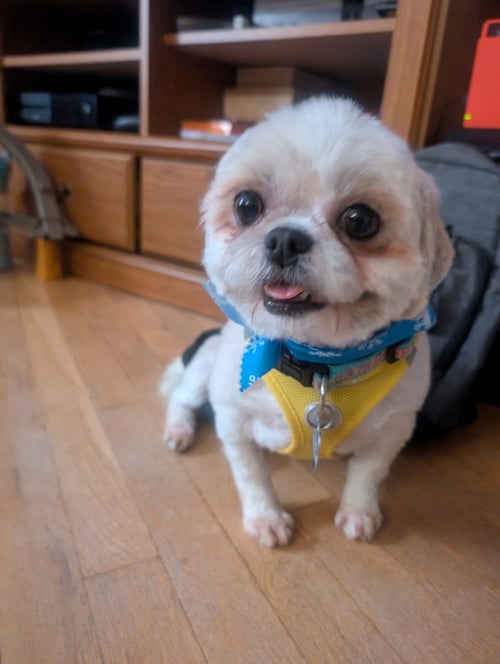 JOVIE-ARR - Shih Tzu available for adoption