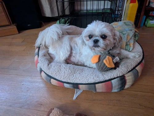 JOVIE-ARR - Shih Tzu available for adoption