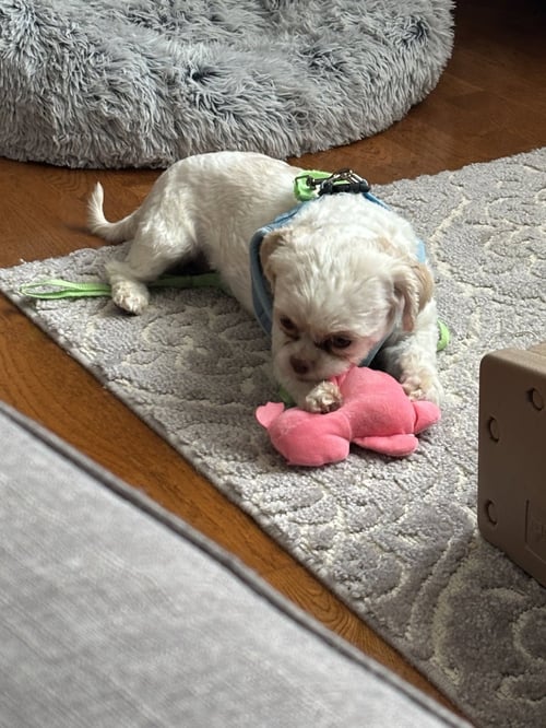WYNTER-ARR - Maltese available for adoption