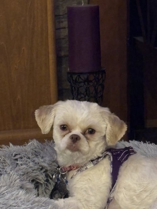 WYNTER-ARR - Maltese available for adoption