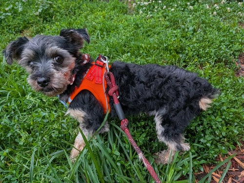CHIPP-ARR - Yorkshire Terrier Yorkie available for adoption
