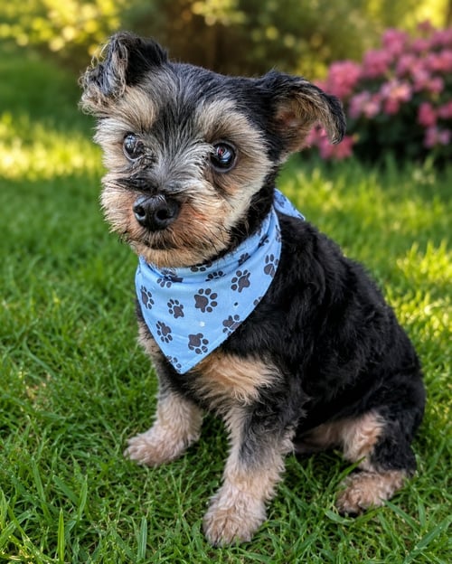 CHIPP-ARR - Yorkshire Terrier Yorkie available for adoption