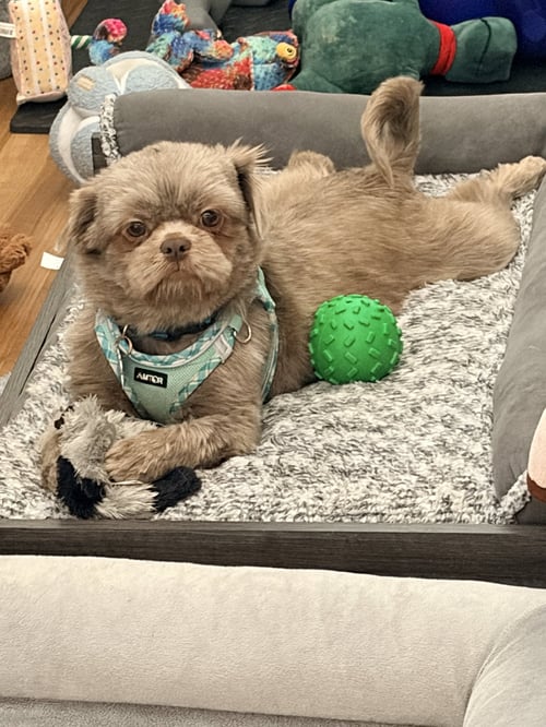 MATILDA-ARR - Shih Tzu available for adoption