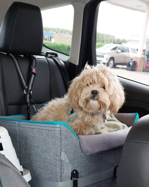 DEZZY-OS - Shih Tzu / Poodle (unknown type) available for adoption