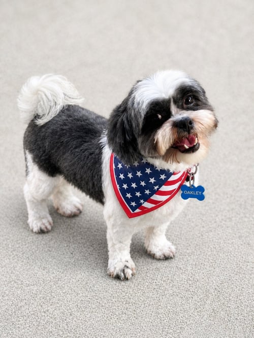 OAKLEY-ARR - Shih Tzu available for adoption
