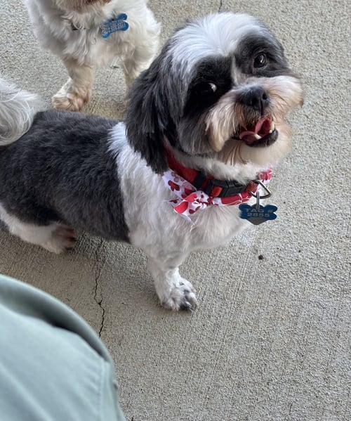 OAKLEY-ARR - Shih Tzu available for adoption