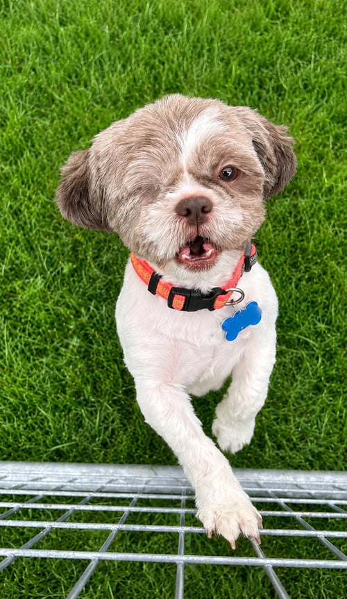 NADIA - ARR - Shih Tzu available for adoption