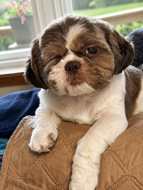 NADIA - ARR - Shih Tzu available for adoption