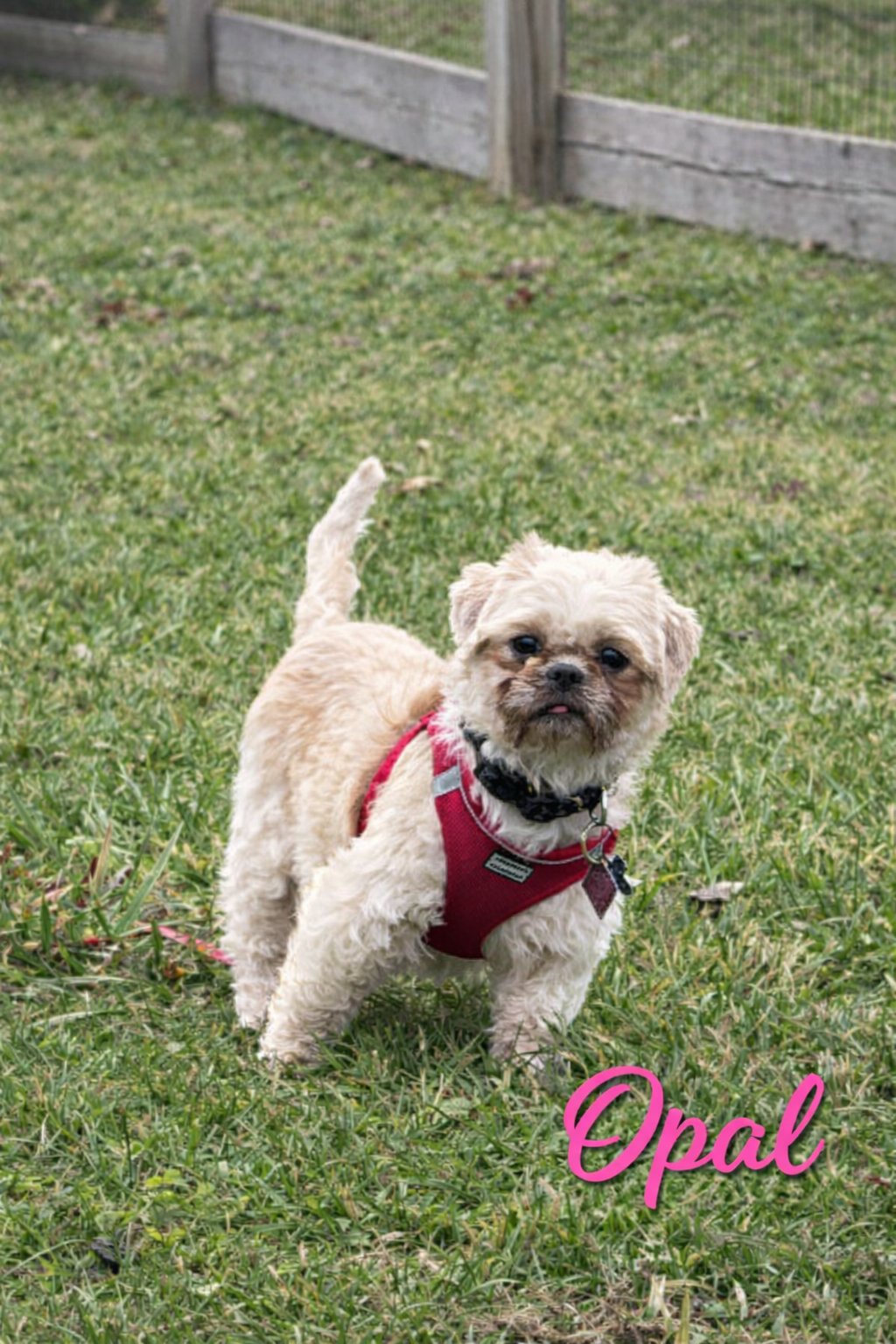 OPAL-ARR - Shih Tzu available for adoption