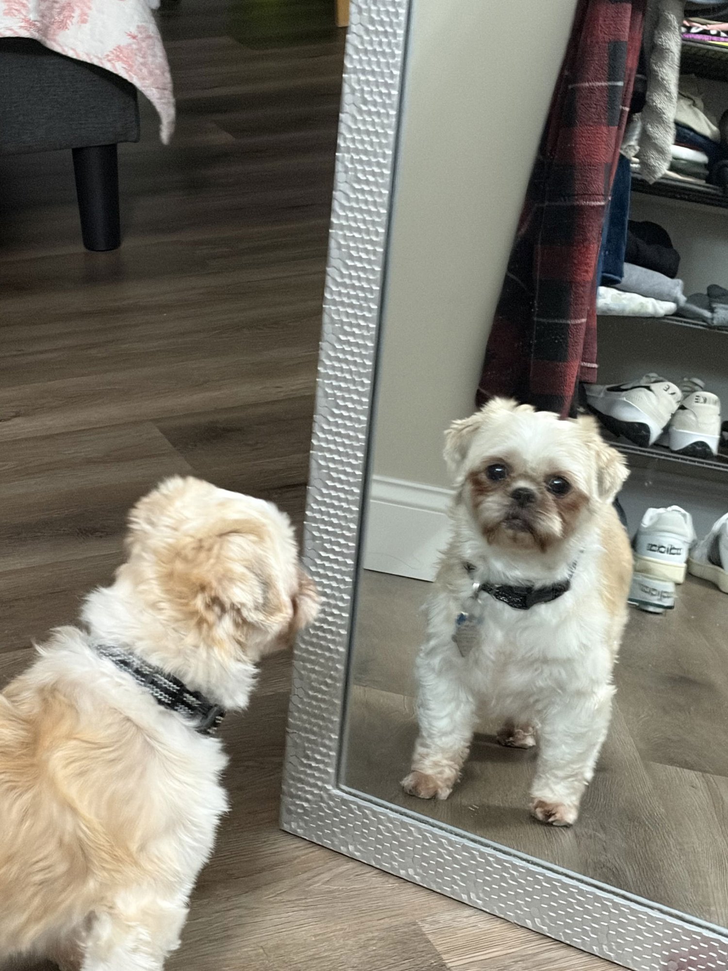 OPAL-ARR - Shih Tzu available for adoption