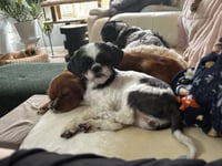Nala - OS - Photo 2