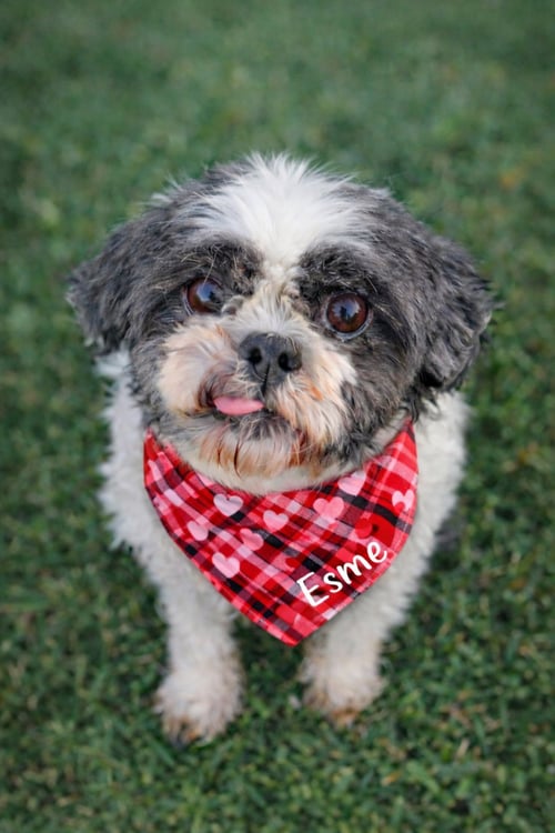 ESME-ARR - Shih Tzu available for adoption