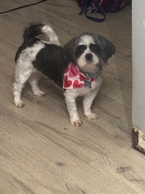 BIJOU - ARR - Shih Tzu available for adoption