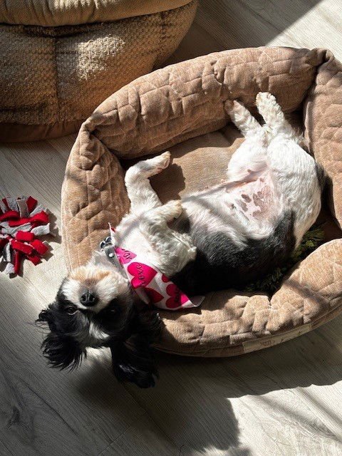 BIJOU - ARR - Shih Tzu available for adoption