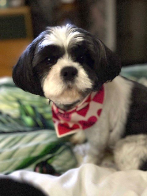 Bijou - ARR - Photo 5