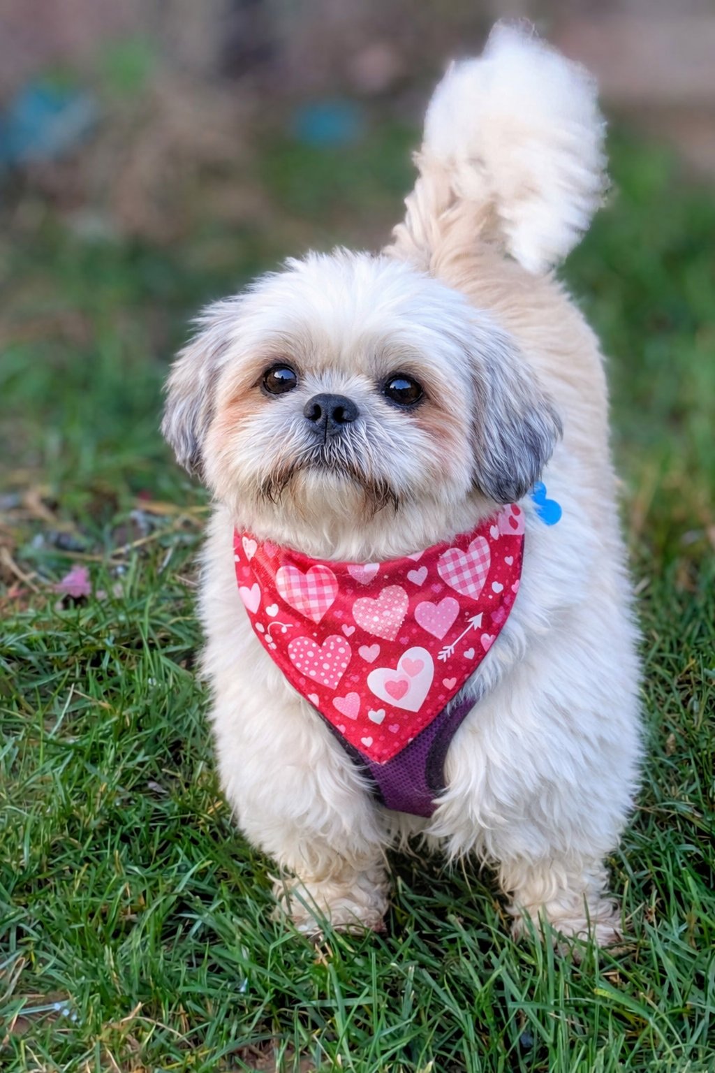 CLARABELLE-ARR - Shih Tzu available for adoption