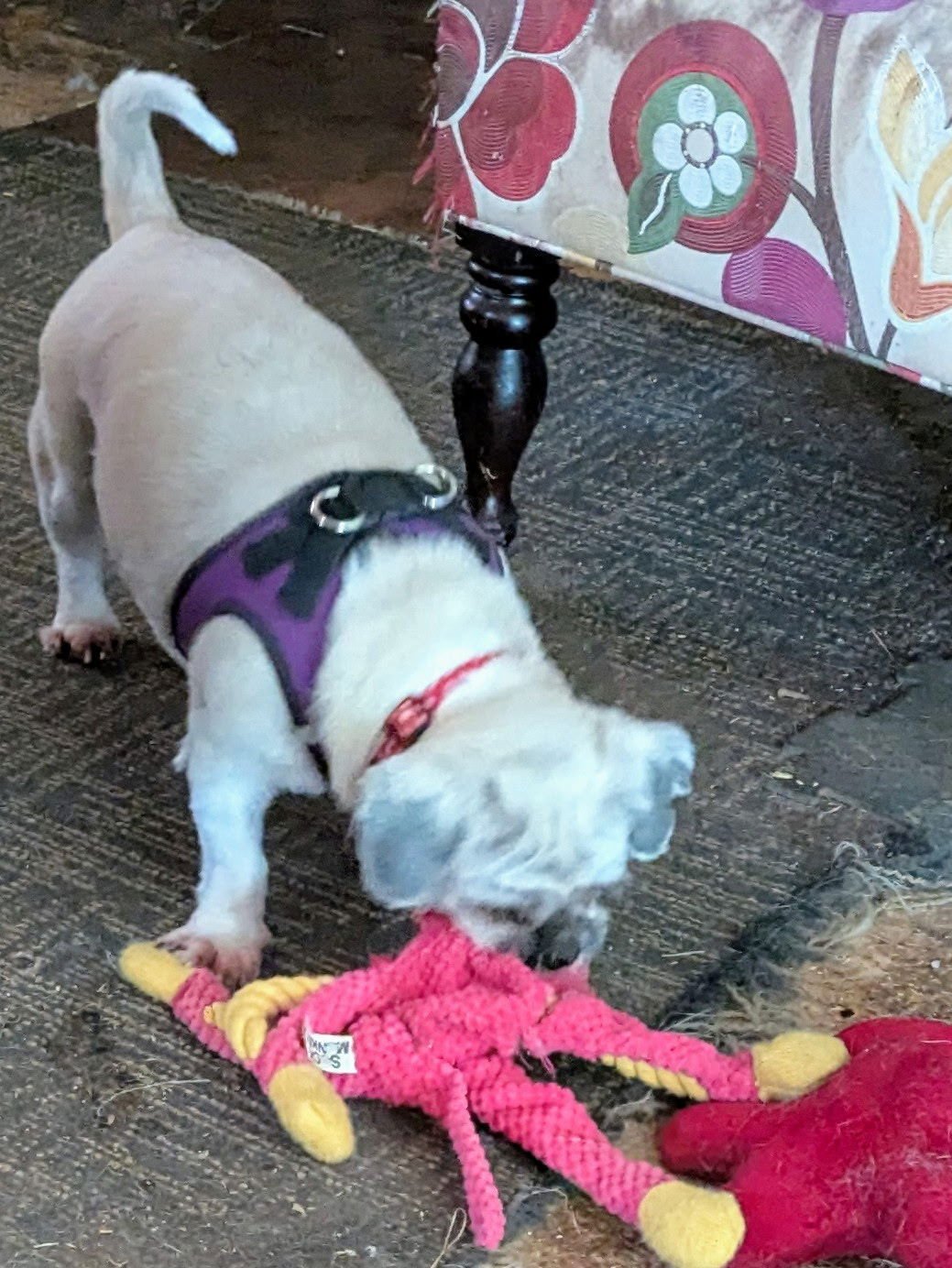 CLARABELLE-ARR - Shih Tzu available for adoption