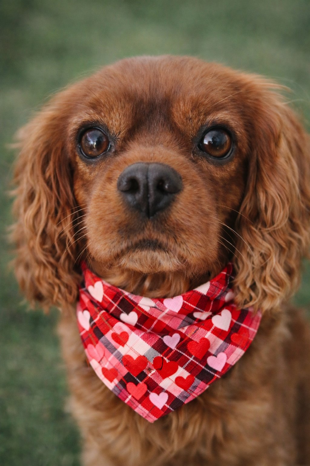 MAEVE-ARR - Cavalier King Charles Spaniel available for adoption