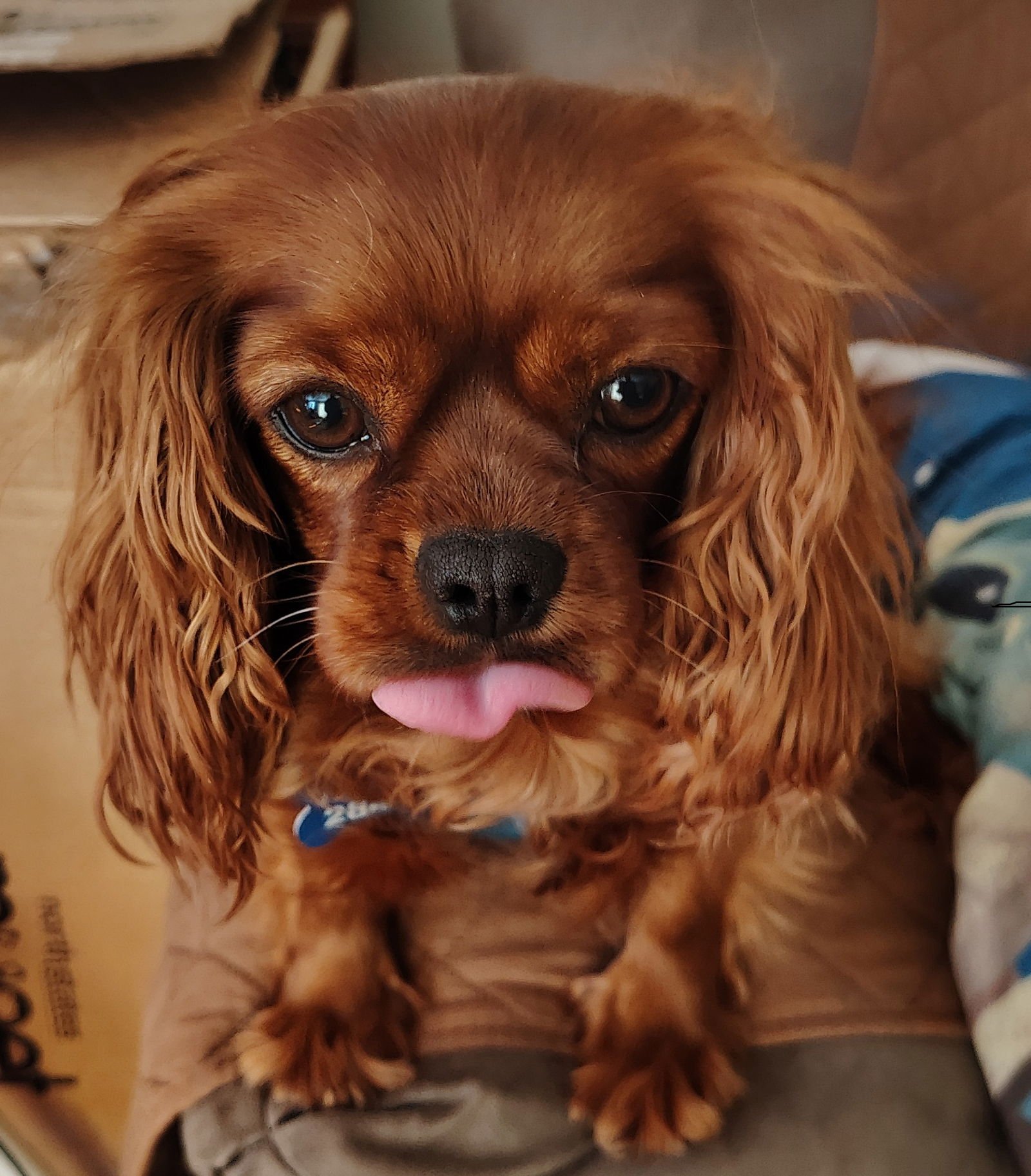 MAEVE-ARR - Cavalier King Charles Spaniel available for adoption