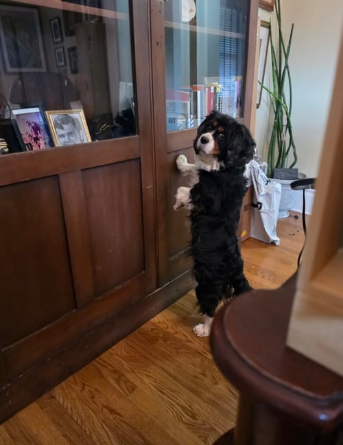 SHIRLEY - ARR - Cavalier King Charles Spaniel available for adoption
