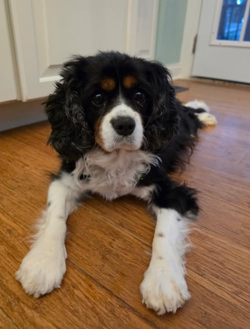 SHIRLEY - ARR - Cavalier King Charles Spaniel available for adoption