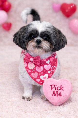 LUMI-ARR - Shih Tzu available for adoption