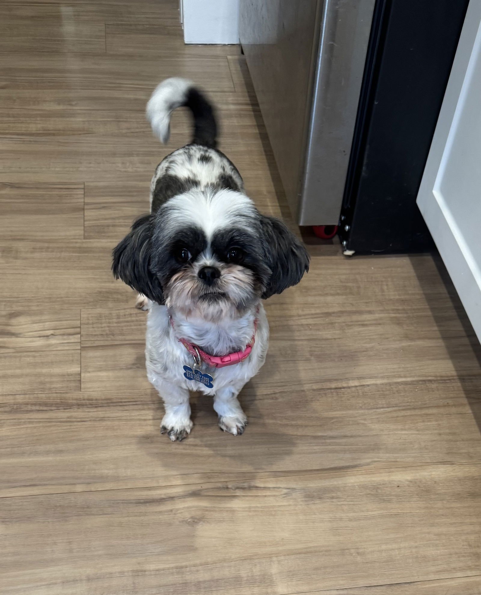 LUMI-ARR - Shih Tzu available for adoption