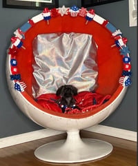 Z Litter puppies - Photo 3