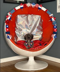 Z Litter puppies - Photo 6