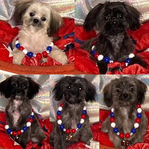 Z LITTER PUPPIES - Unknown for adoption in Columbus