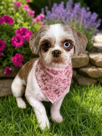 Mabel-ARR - Photo 1