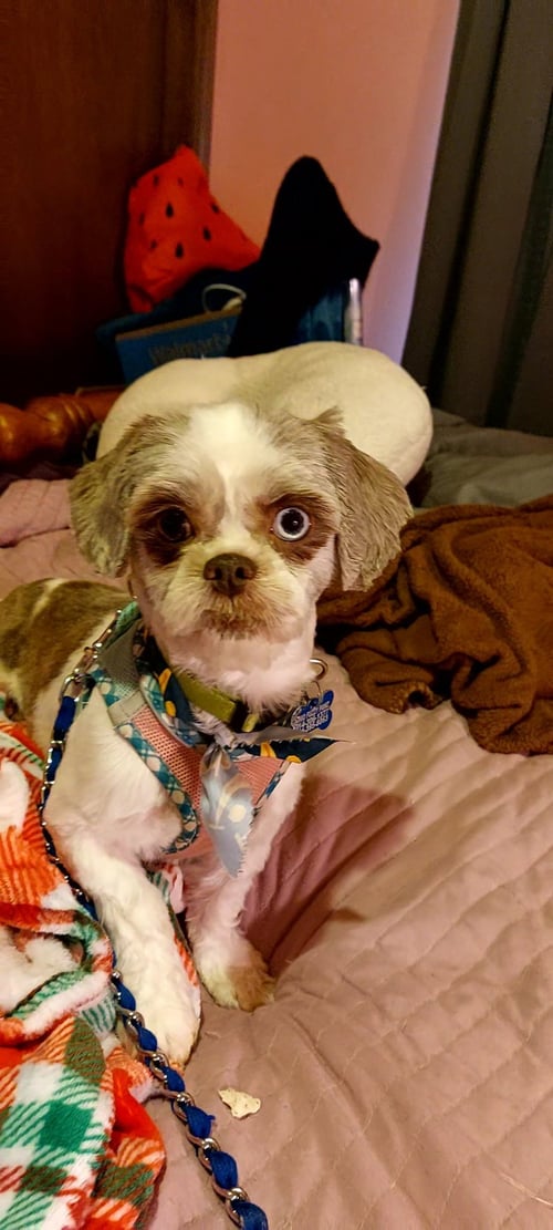 MABEL-ARR - Shih Tzu available for adoption