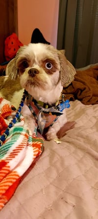 Mabel-ARR - Photo 3